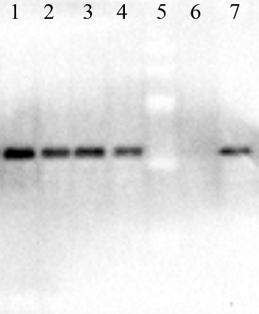 western blot with anti-EGFP | Enhanced Green Fluorescence Protein antibodies on Arabidopsis recombinant protein
